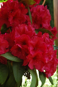 Rhodo Lems Burgundy